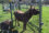 Farm animals on property, The Farm Brewery at Broad Run. Photo by James Hricko Architect LLC.